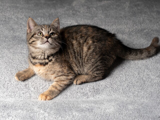 2-3 month old gray kitten lies and looks up. Kitten.