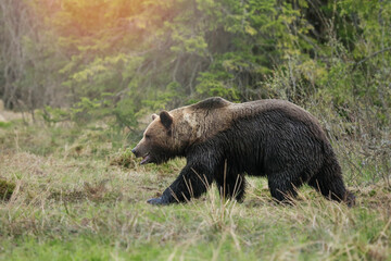 Wildlife brown bear (Ursus arctos) in green forest. Bear is dangerous animal.