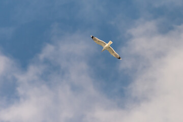 Seagull against the sky. A bird with outstretched wings in flight