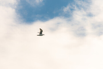 Seagull against the sky. A bird with outstretched wings in flight