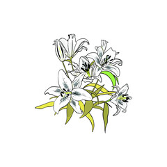 Illustration of a bouquet of tiger lilies isolated on a white background. Blank for designers, elements, logo, icon, wedding