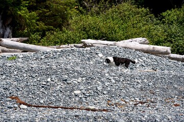 A LONE DOG WALKS ON A STONY BEACH