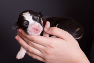 cute newborn puppy in hands