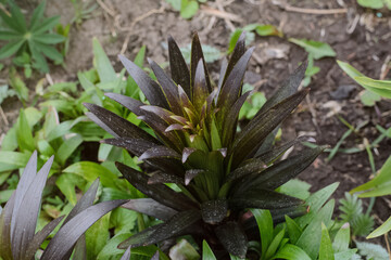 Fototapeta premium Garden and vegetable garden.Spring planting.Young lily flower seedling sprouted on the ground in the beds.Eco-friendly cultivation of vegetables and fruits.Spring festival.floriculture.close up