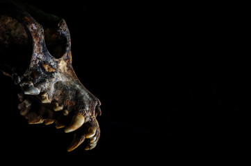 Ancient earthy dog skull, jawless, natural look
