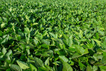 soy plantation in the state of Mato Grosso do Sul, Brazil