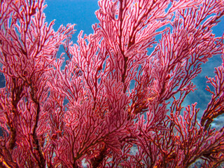 Exotic red coral reef underwater