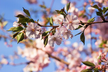 Pale pink sakura, beautiful simple and delicate flowers on the tree, spring background