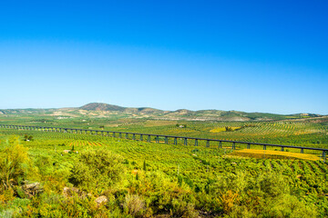 Fototapeta na wymiar Green vegetable plantation in Spain