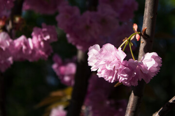 Bright pink fluffy sakura, beautiful double flowers on the tree, spring background