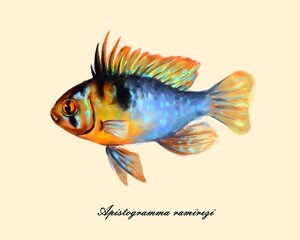 Apistogramma ramirezi, watercolor drawing, aquarium fish, digital illustration.