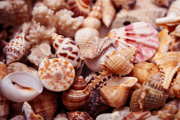 a lot of different empty sea shells on background, macro details