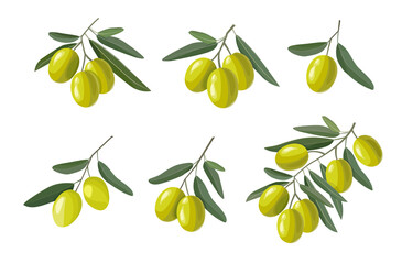 Set of olive branches with green olives and leaves isolated on white background. Hand drawn vector illustration