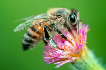 Flower nectar bee