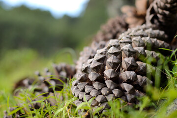 close up of a pine cone