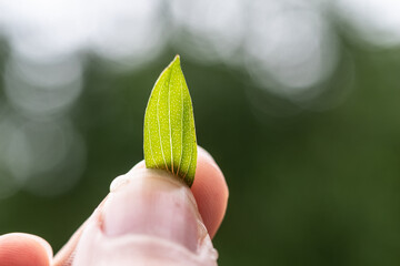 St John's-worth medicinal leaf 