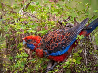 Crimson Rosella