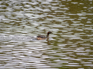 Duckling At Speed.