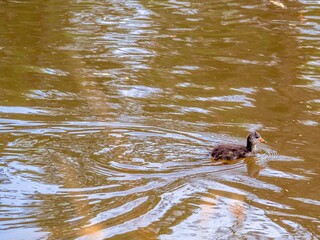 Duckling In The Brown