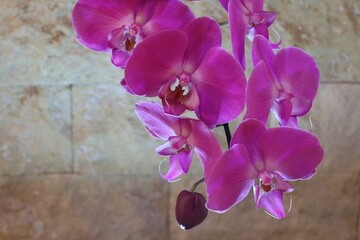 Detail photo of purple orchid flowers.