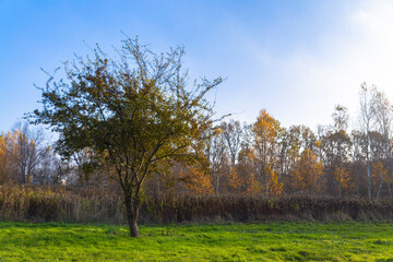 Fototapeta premium landscape with tree without leaves on a green field in sunny autumn weather