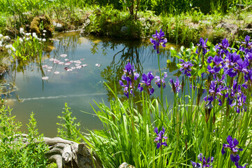 Near-natural garden pond - Naturnaher Gartenteich - obrazy, fototapety, plakaty