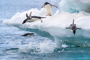 Adelie penguins play and dive from an iceberg in Antarctica - obrazy, fototapety, plakaty
