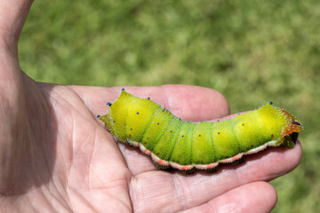 Large Emperor Moth caterpillar crawling on persons hand