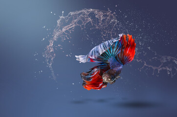 Red and blue Betta fish, siamese fighting fish swimming in the water and water splashing with its bubbles, isolated on color background. 