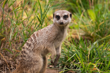 Meerkat Sitting Up Curious With a Seed on Nose