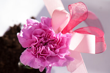 Close up of a pink carnation