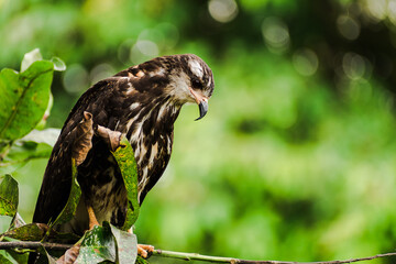 eagle on a branch