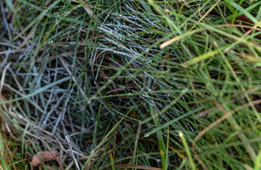 the first frost on the green grass