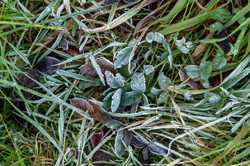the first frost on the green grass