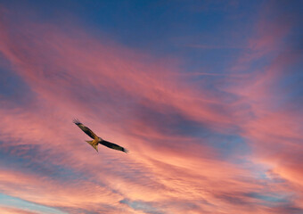 Fototapeta na wymiar buzzard riding thermals set against beautiful autumn red and a blue sky 