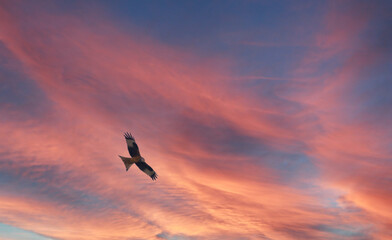 buzzard riding thermals set against beautiful autumn red and a blue sky 