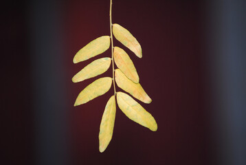 Folhas secas de uma árvore como se estivessem penduradas em cores de amarelo e alaranjado, outono