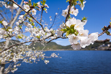 藺牟田池の湖面の上で咲く満開の桜	