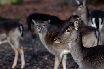 Naklejka na ściany i meble Group of female doe deer dammwild in the forest