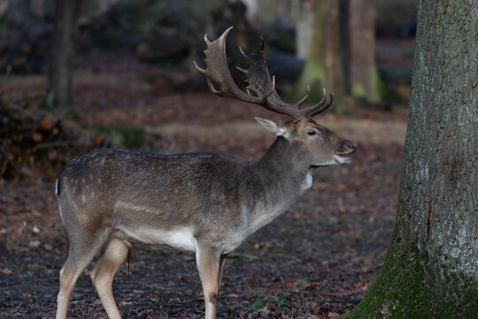 Single male deer with big antlers in the forest wild © Quality by Simon