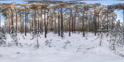Winter full spherical hdri panorama 360 degrees angle view in snowy pinery forest with blue sky and sunny day in equirectangular projection. VR AR content