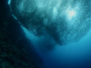 sardine run school of fish moving together scenery ocean underwater animal behaviour