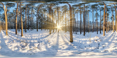 Winter full spherical hdri panorama 360 degrees angle view in snowy pinery forest with blue sky and sunny day in equirectangular projection. VR AR content