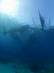 whaleshark feeding oslob underwater big fish scenery whale shark philippines