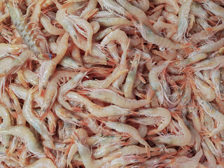 fresh shrimps at the market