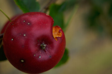 cherries
