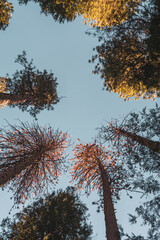 autumn trees in the forest