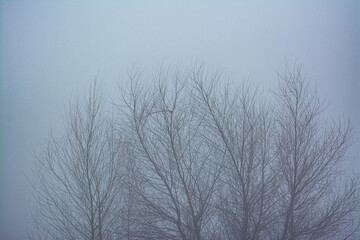 Fototapeta na wymiar trees in fog