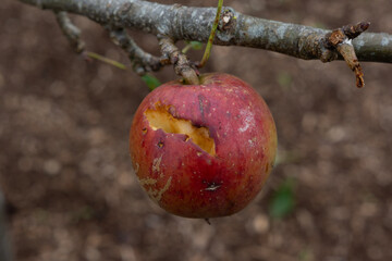 apple on tree