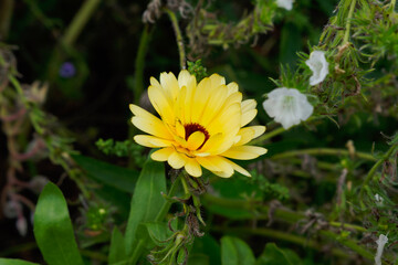 bee on yellow flower